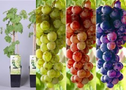 Csemegeszőlő